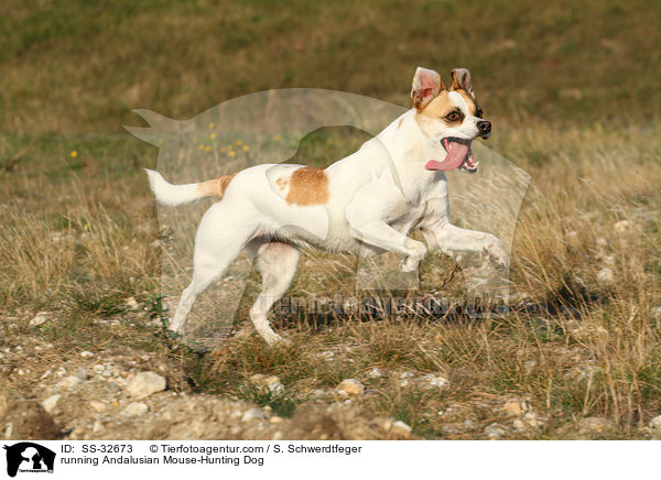 running Andalusian Mouse-Hunting Dog / SS-32673