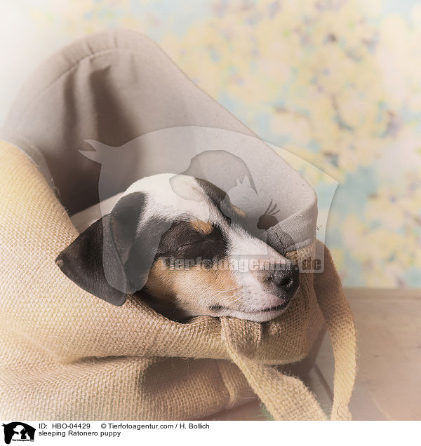 sleeping Ratonero puppy / HBO-04429