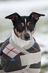 Ratonero Bodeguero Andaluz Portrait