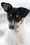 Ratonero Bodeguero Andaluz Portrait