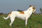 fetching Andalusian Mouse-Hunting Dog