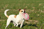 fetching Andalusian Mouse-Hunting Dog