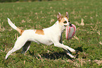 fetching Andalusian Mouse-Hunting Dog