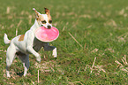 fetching Andalusian Mouse-Hunting Dog