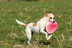 fetching Andalusian Mouse-Hunting Dog