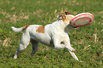 fetching Andalusian Mouse-Hunting Dog