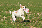 fetching Andalusian Mouse-Hunting Dog