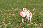 fetching Andalusian Mouse-Hunting Dog