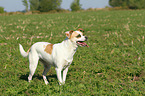 Andalusian Mouse-Hunting Dog