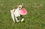 fetching Andalusian Mouse-Hunting Dog