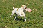 fetching Andalusian Mouse-Hunting Dog