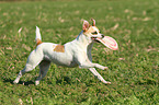 playing Andalusian Mouse-Hunting Dog