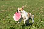 playing Andalusian Mouse-Hunting Dog