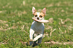 playing Andalusian Mouse-Hunting Dog