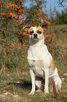 sitting Andalusian Mouse-Hunting Dog