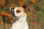 Andalusian Mouse-Hunting Dog Portrait