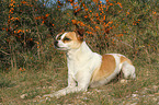 lying Andalusian Mouse-Hunting Dog