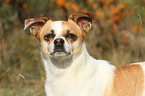 Andalusian Mouse-Hunting Dog Portrait