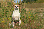 sitting Andalusian Mouse-Hunting Dog