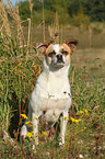 sitting Andalusian Mouse-Hunting Dog