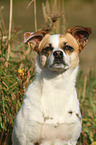 Andalusian Mouse-Hunting Dog Portrait