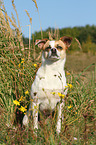 sitting Andalusian Mouse-Hunting Dog