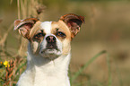 Andalusian Mouse-Hunting Dog Portrait