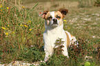 lying Andalusian Mouse-Hunting Dog