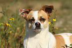 Andalusian Mouse-Hunting Dog Portrait