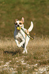 playing Andalusian Mouse-Hunting Dog