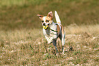 playing Andalusian Mouse-Hunting Dog