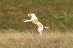 jumping Andalusian Mouse-Hunting Dog