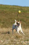 playing Andalusian Mouse-Hunting Dog