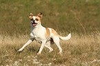 running Andalusian Mouse-Hunting Dog