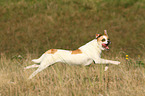 running Andalusian Mouse-Hunting Dog