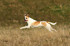 running Andalusian Mouse-Hunting Dog