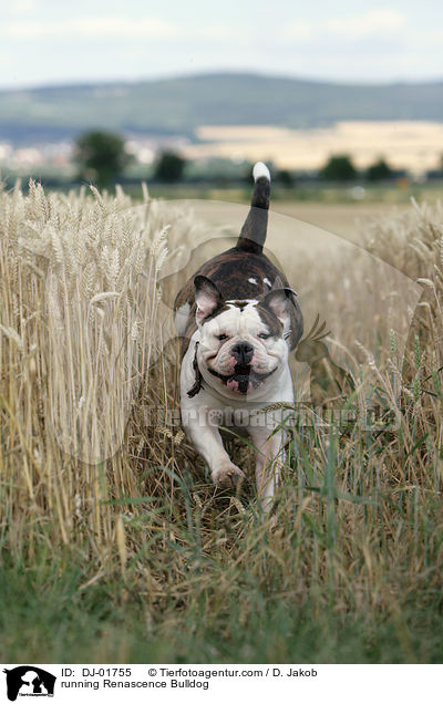 rennende Renascence Bulldogge / running Renascence Bulldog / DJ-01755
