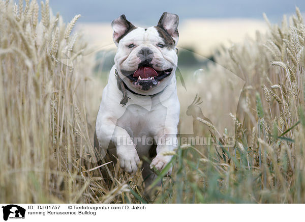 rennende Renascence Bulldogge / running Renascence Bulldog / DJ-01757