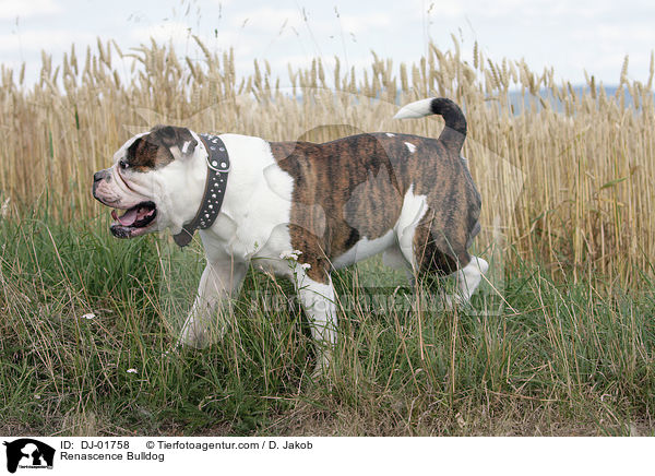 Renascence Bulldogge / Renascence Bulldog / DJ-01758