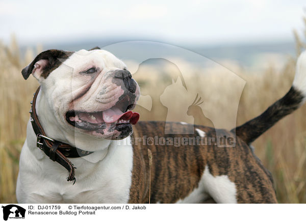 Renascence Bulldogge Portrait / Renascence Bulldog Portrait / DJ-01759