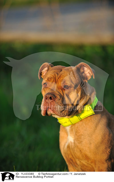 Renascence Bulldogge Portrait / Renascence Bulldog Portrait / YJ-03380