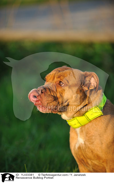Renascence Bulldogge Portrait / Renascence Bulldog Portrait / YJ-03381
