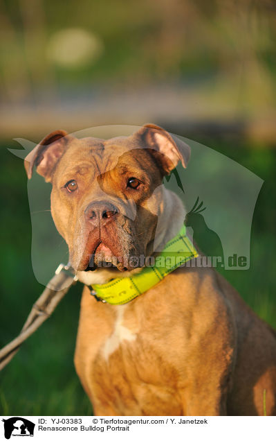 Renascence Bulldogge Portrait / Renascence Bulldog Portrait / YJ-03383