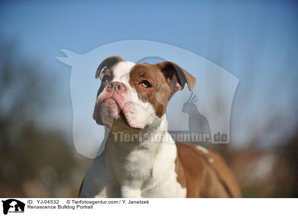 Renascence Bulldogge Portrait / Renascence Bulldog Portrait / YJ-04532