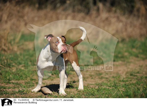 Renascence Bulldogge / Renascence Bulldog / YJ-04533