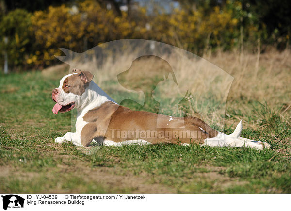 liegende Renascence Bulldogge / lying Renascence Bulldog / YJ-04539