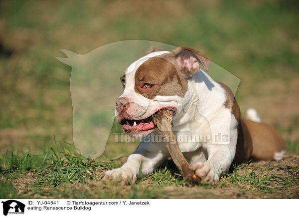 eating Renascence Bulldog / YJ-04541