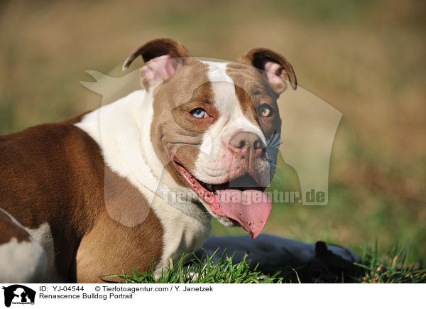 Renascence Bulldog Portrait / YJ-04544