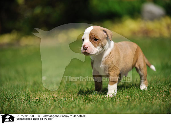 Renascence Bulldogge Welpe / Renascence Bulldog Puppy / YJ-04898