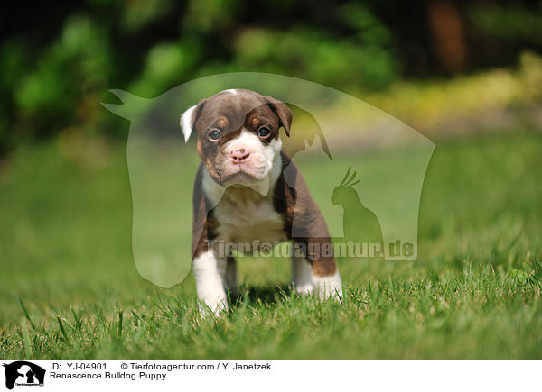 Renascence Bulldog Puppy / YJ-04901